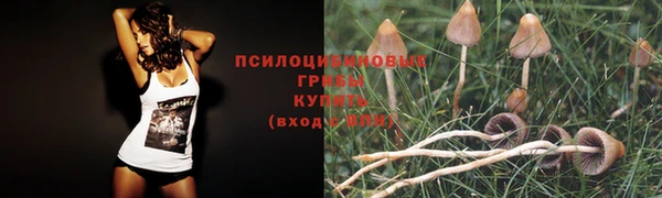 шишки Пролетарск