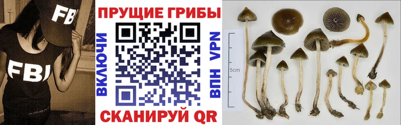 наркотики  Чекалин  Псилоцибиновые грибы Cubensis 